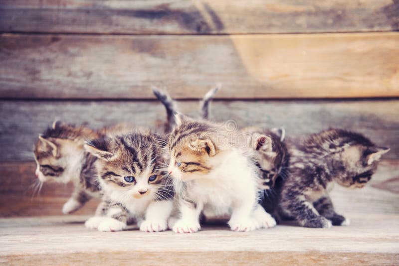 Cute kittens stock image
