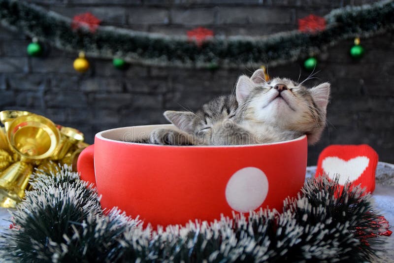 Cute kittens are sleeping among the New Year`s decorations
