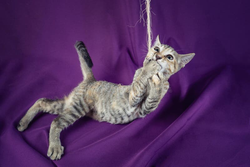 Cute Kitty Cat Playing. Adorable and Happy Pet Stock Photo Image of playful, playing 186763452