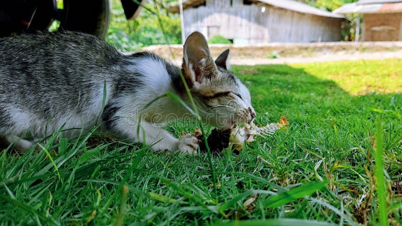 A Cute Kitty Is Eating Fish On The Green Grass Stock Image Image Of Flower Carnivore 231530443