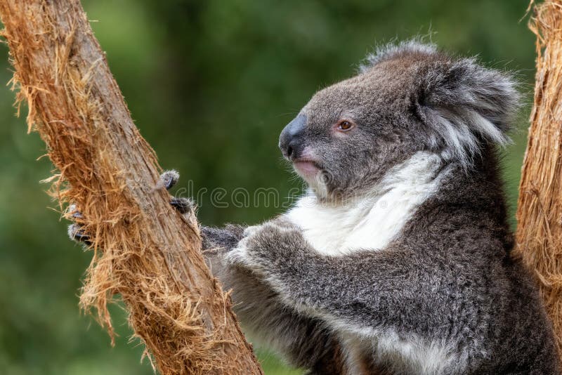 Koalii's Profile 