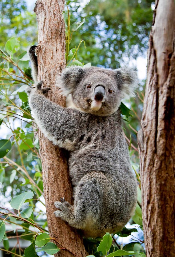 A cute koala clinging to the trunk of a eucalyptus tree in Australia