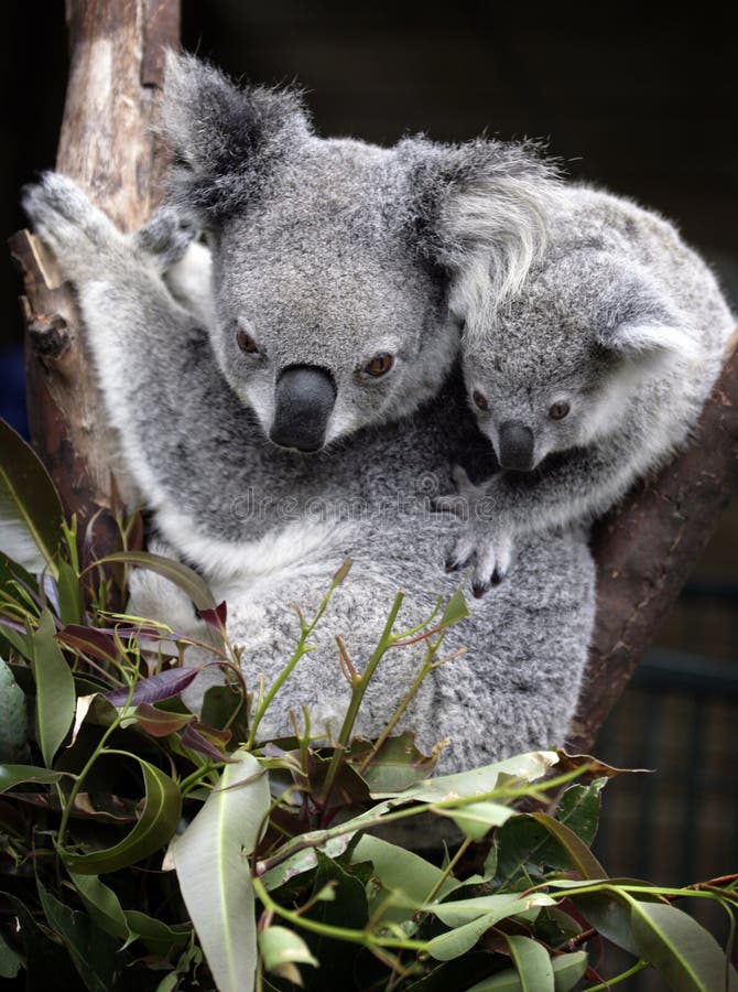 Cute koala and cub royalty free stock photography Cute koala and cub royalty free stock photography