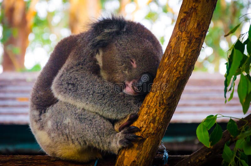 Cute Koala Having a Daydream on a Tree Stock Image - Image of cute, puppy:  139533017