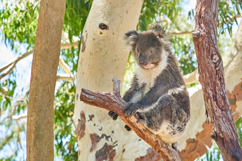 Cute koala zit op een boom tijdens een zonnige dag in Yanchep Koala Boardwalk, Western Australia, Australia royalty-vrije stock afbeeldingen Cute koala zit op een boom tijdens een zonnige dag in Yanchep Koala Boardwalk, Western Australia, Australia royalty-vrije stock afbeeldingen