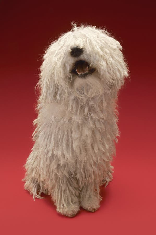Full length of cute Komondor sitting on red background. Puli stock images, royalty-free photos and pictures