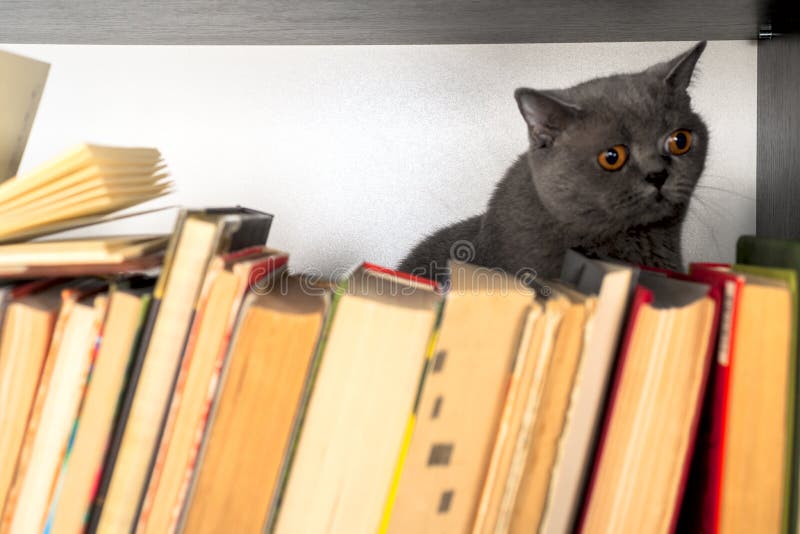 Cute l cat on shelf with books on light background. cat reading old book. royalty free stock photography