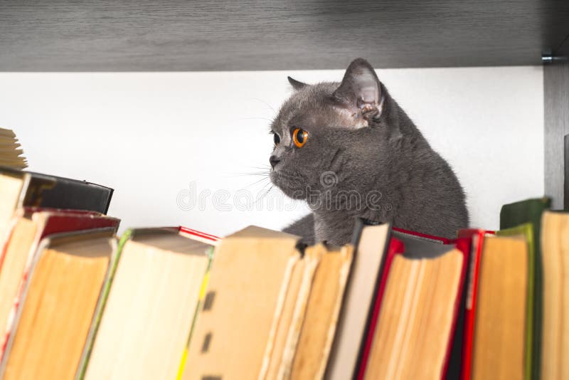 Cute l cat on shelf with books on light background. cat reading old book. stock images