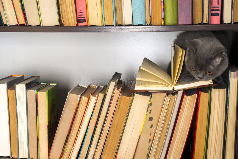 Cute l cat on shelf with books on light background. cat reading old book. stock photography