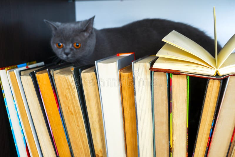Cute l cat on shelf with books on light background. cat reading old book. stock images