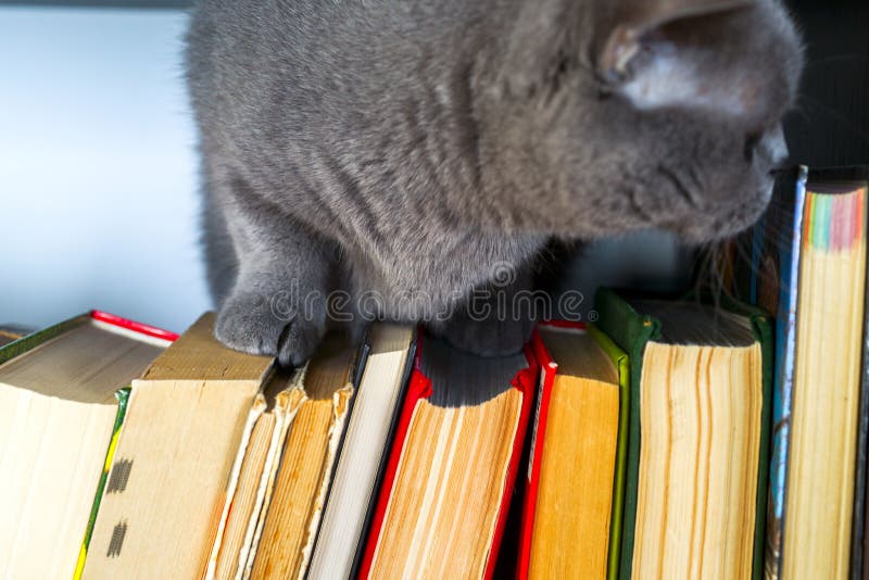 Cute l cat on shelf with books on light background. cat reading old book. royalty free stock photo