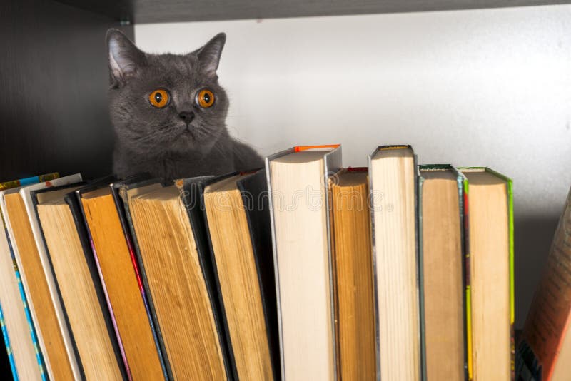 Cute l cat on shelf with books on light background. cat reading old book. royalty free stock image