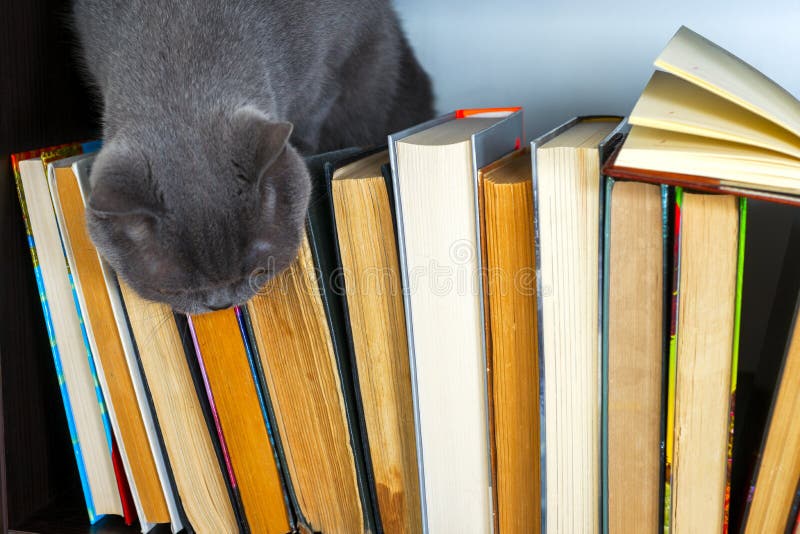 Cute l cat on shelf with books on light background. cat reading old book. stock photo