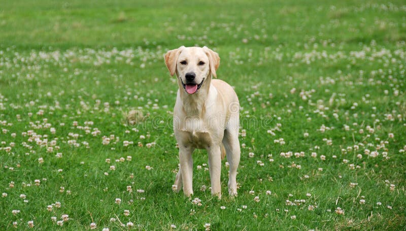 Cute labrador puppy