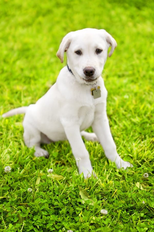 Cute Labrador Puppy On Grass