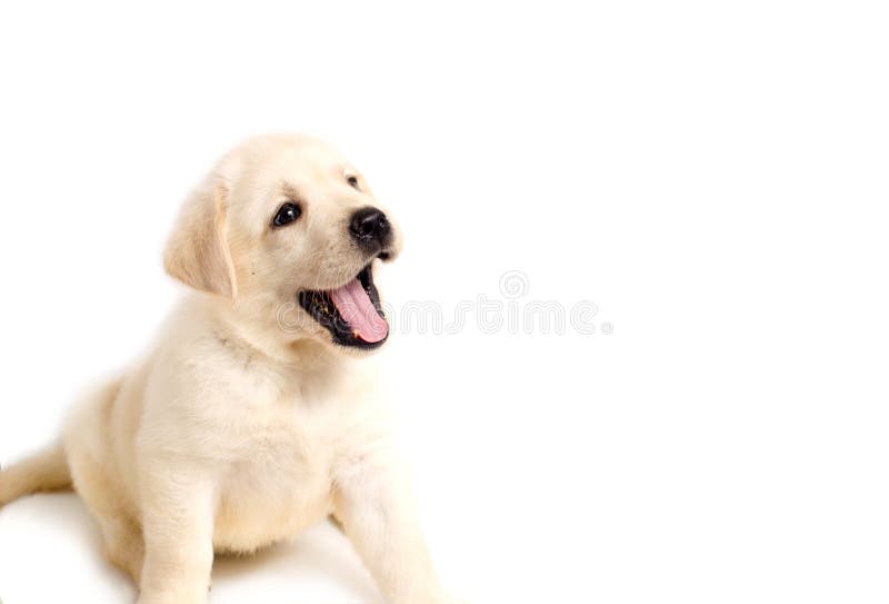 Cute Labrador Puppy on White Background Stock Photo - Image of brown,  looking: 156320986