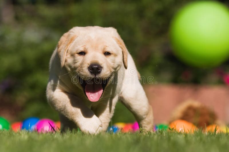 Cute Labrador puppy runs after a ball