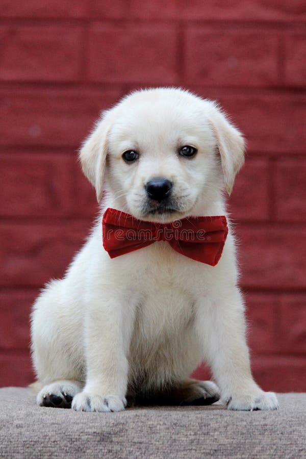 659 Labrador Puppy Wallpaper Stock Photos - Free & Royalty-Free Stock Photos from Dreamstime 659 Labrador Puppy Wallpaper Stock Photos - Free & Royalty-Free Stock Photos from Dreamstime