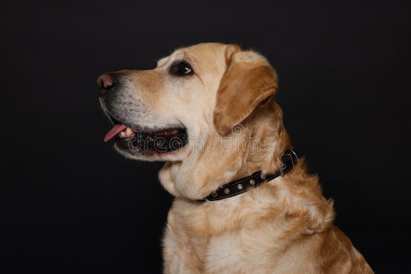 Cute Labrador Retriever in Dog Collar on Black Background Stock Photo