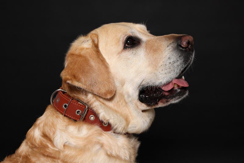 Cute Labrador Retriever in Dog Collar on Black Background Stock Photo