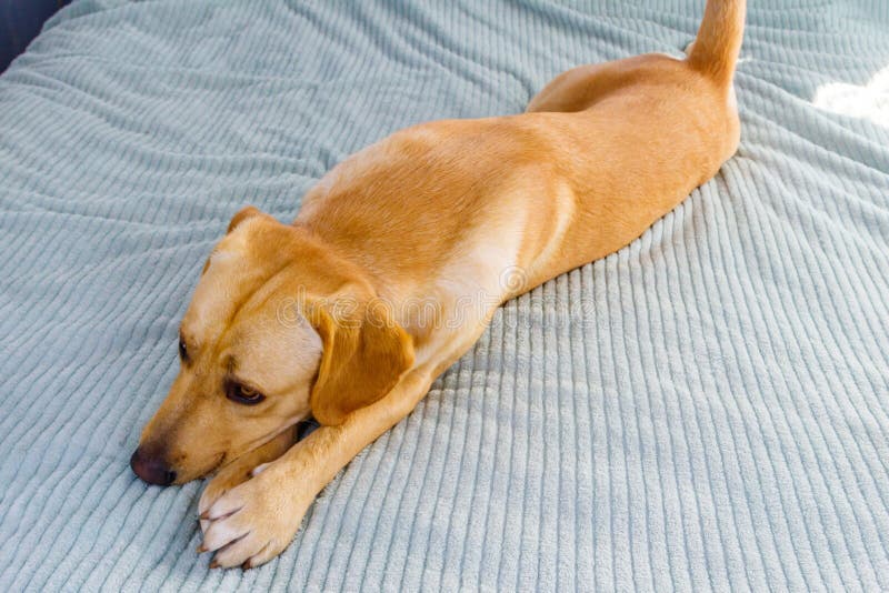 Cute Labrador Retriever Dog Lying on Bed Stock Image Image of friend