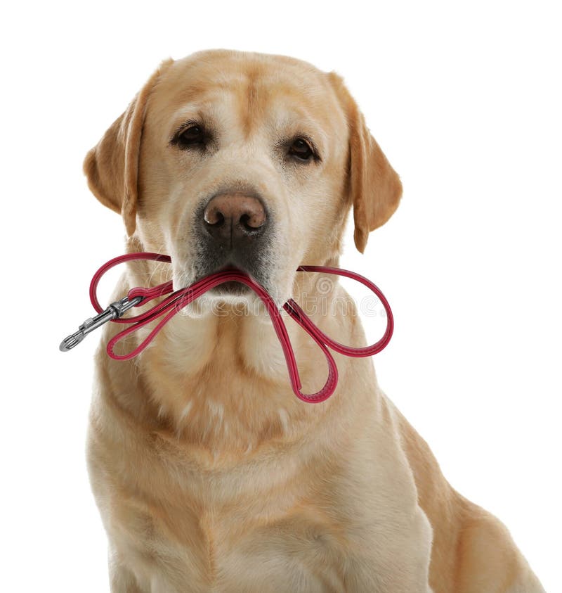 Cute Labrador Retriever Holding Leash in Mouth on White Background