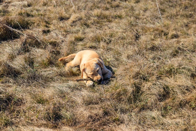 Cute Labrador Retriever Puppy Playing with Stick on Meadow Stock Photo
