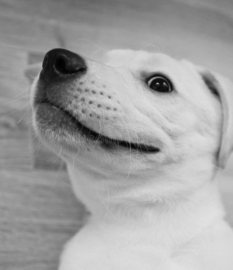 Cute labrador retriever puppy smiling on the wooden floor. A cute labrador retriever puppy smiling on the wooden floor royalty free stock photography Cute labrador retriever puppy smiling on the wooden floor. A cute labrador retriever puppy smiling on the wooden floor royalty free stock photography