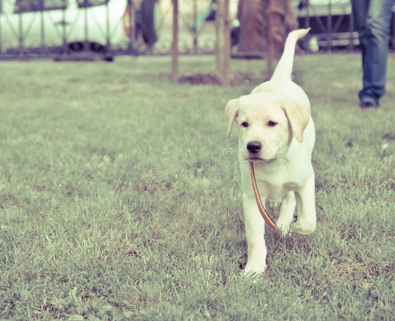 Cute labrador retriever puppy walking on the green grass of a lawn. A cute labrador retriever puppy walking on the green grass of a lawn stock photo Cute labrador retriever puppy walking on the green grass of a lawn. A cute labrador retriever puppy walking on the green grass of a lawn stock photo