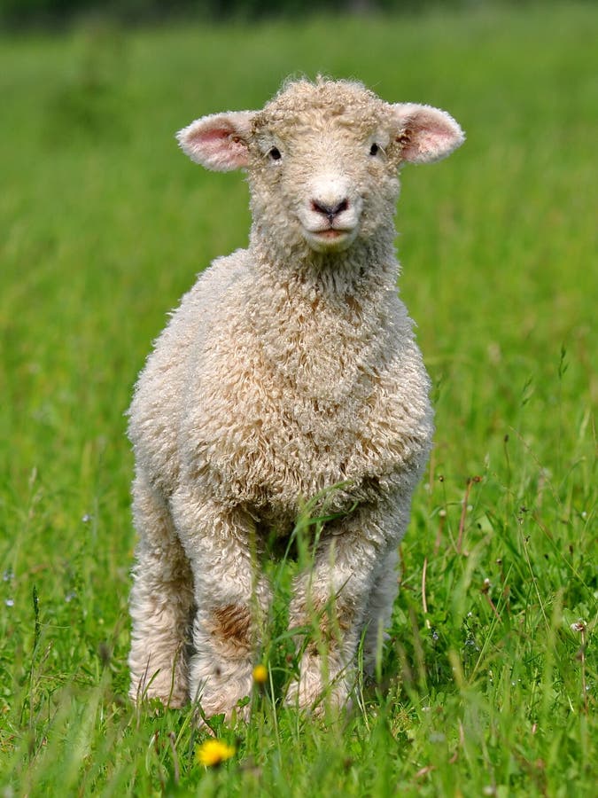 Cute lamb