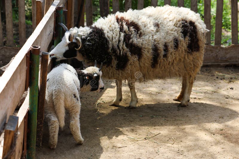 Cute Lamb with Mother at Zoo on Sunny Day. Baby Animals Stock Photo - Image  of care, domestic: 222041710