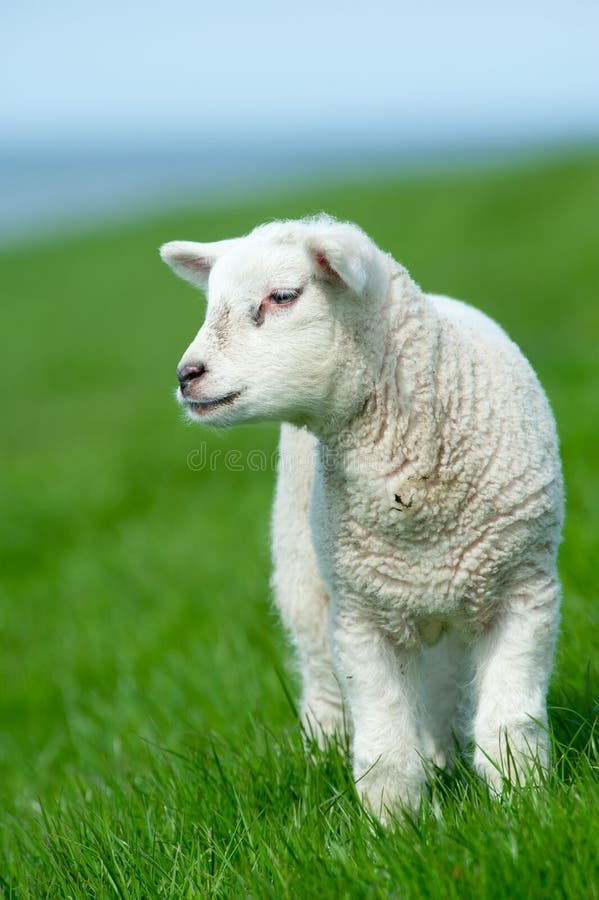 Cute lamb in spring stock photo. Image of grass, naive - 19331406