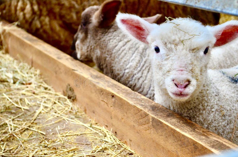 Baby lamb sitting stock image. Image of cute, young, ground 36995177