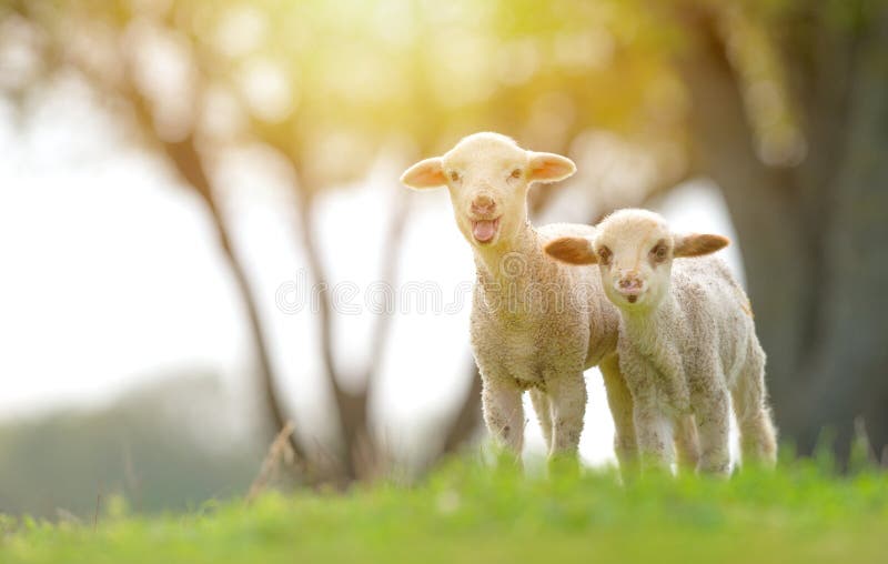 Sweet lambs stock photo. Image of spring, grass, sheep 713580