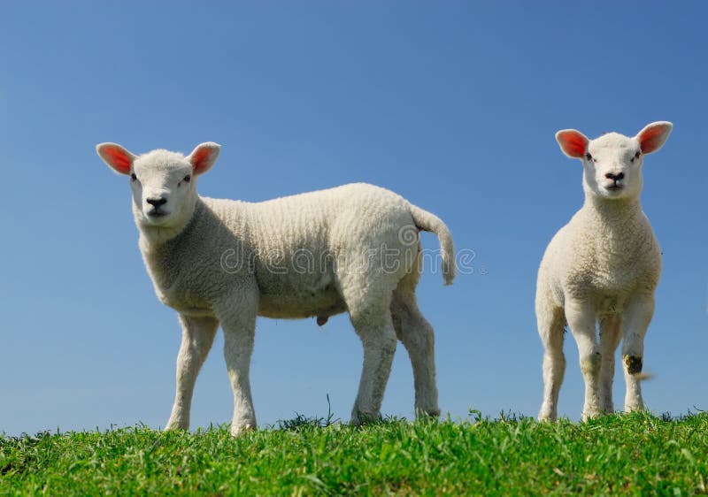 Cute lambs in spring