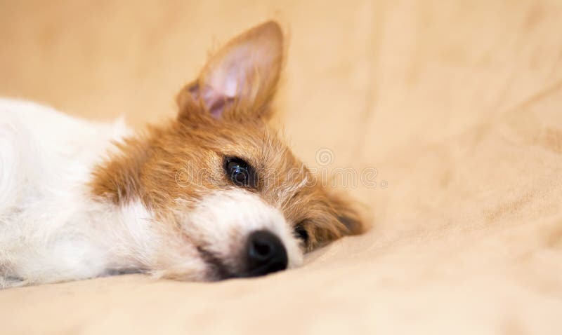 Cute lazy jack russell terrier pet dog puppy listening royalty free stock photos Cute lazy jack russell terrier pet dog puppy listening royalty free stock photos