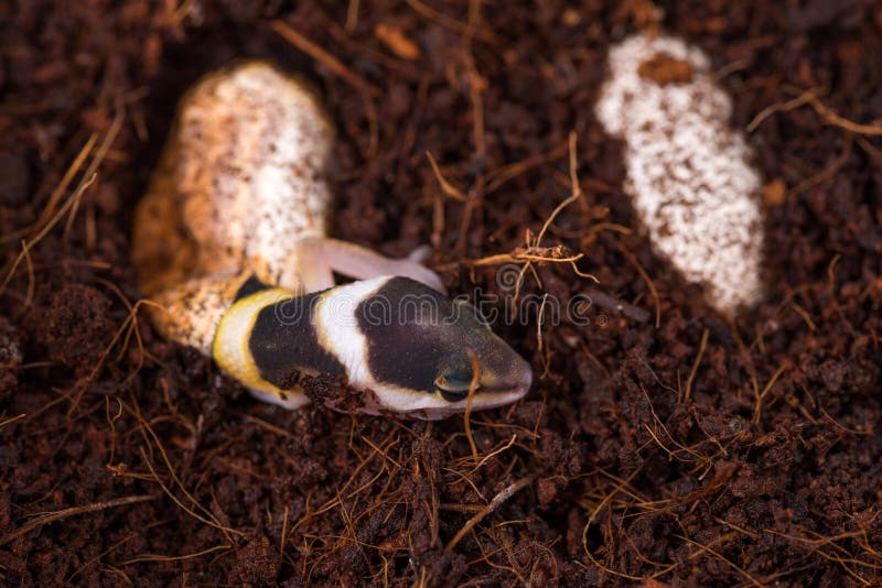 leopard gecko egg incubator for sale