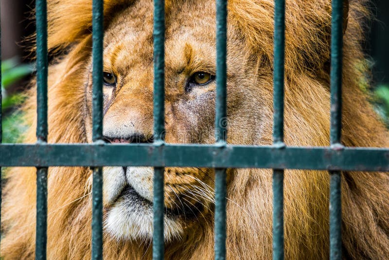 Lion Cage Cartoon Photos - Free & Royalty-Free Stock Photos from Dreamstime