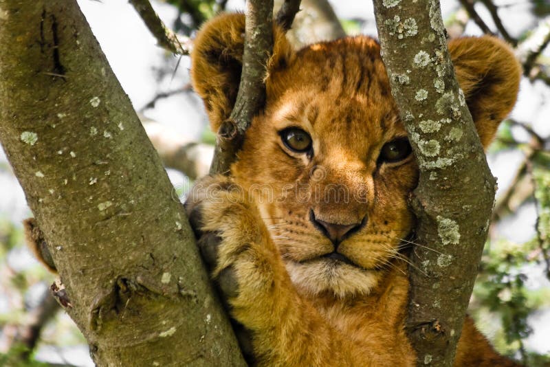 Cute Lion Cub Portrait