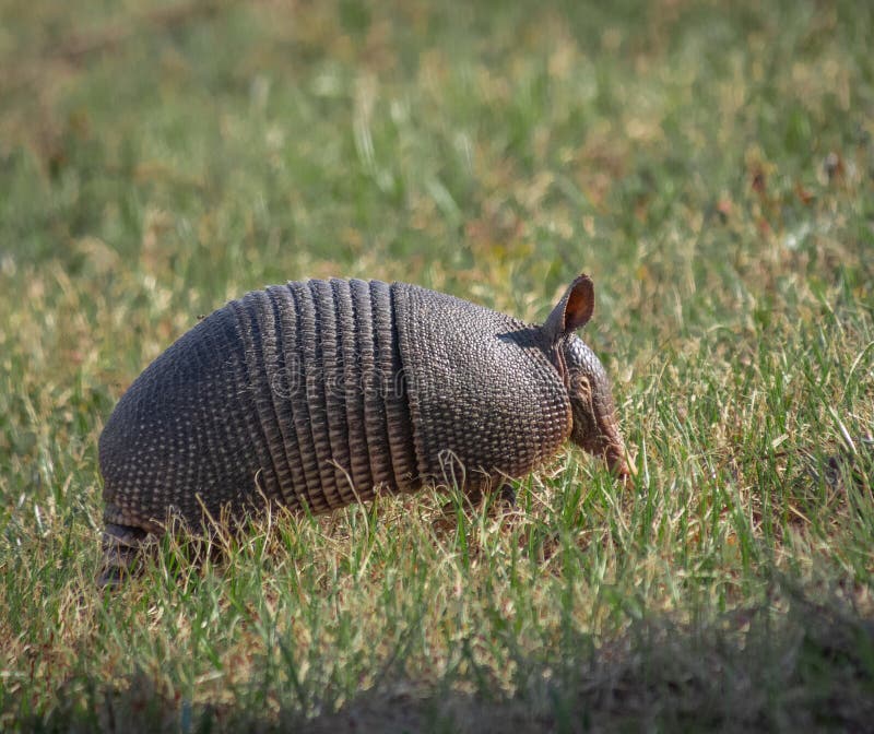 Cute Little Armadillo on Ground Stock Photo - Image of wildlife, sunny ...