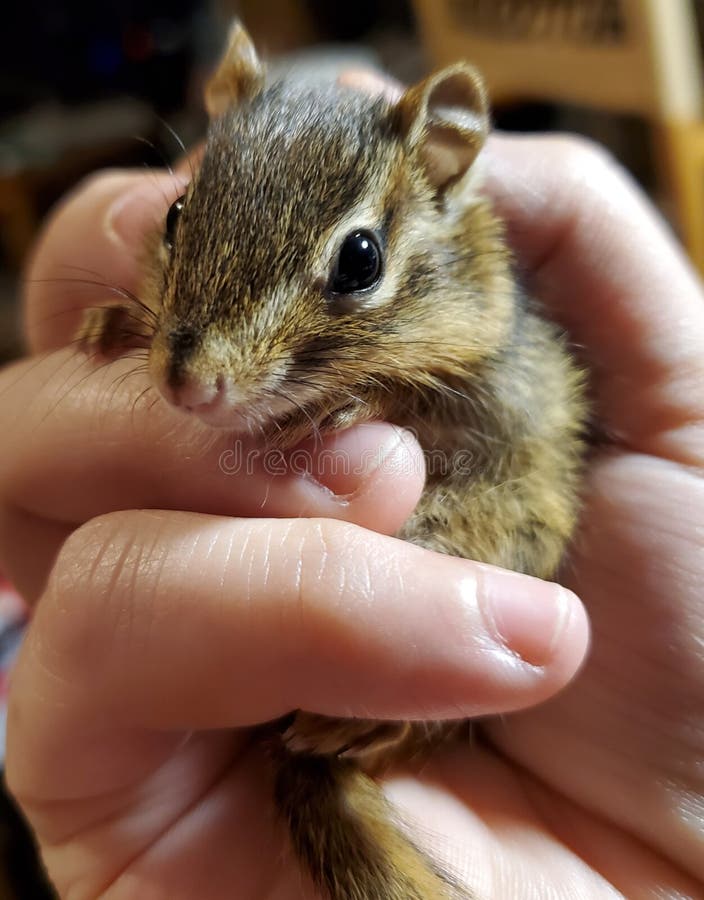 Cute Little Baby Chipmunk stock image. Image of cute - 160420665