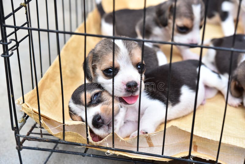 Little Beagles in dog cage stock photo. Image of animal 117896096