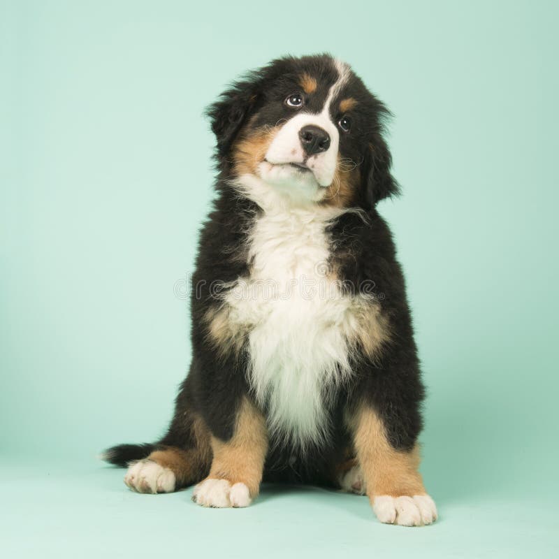 Bernese Mountain Dog puppy on green background