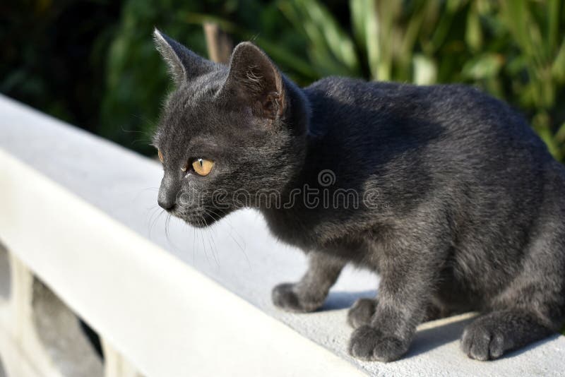 198 Lonely Female Black Cat Stock Photos - Free & Royalty-Free Stock ...