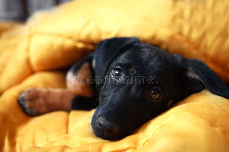 The cute little black pet dogs sleep