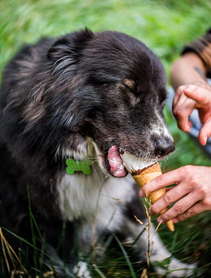 Carino poco bianco e nero il cane è un contento eccellente crema un creazione ridicolo.