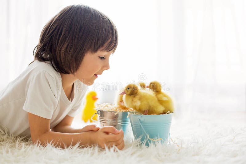 Cute Little Boy with Ducklings Springtime, Playing Together Stock Image ...