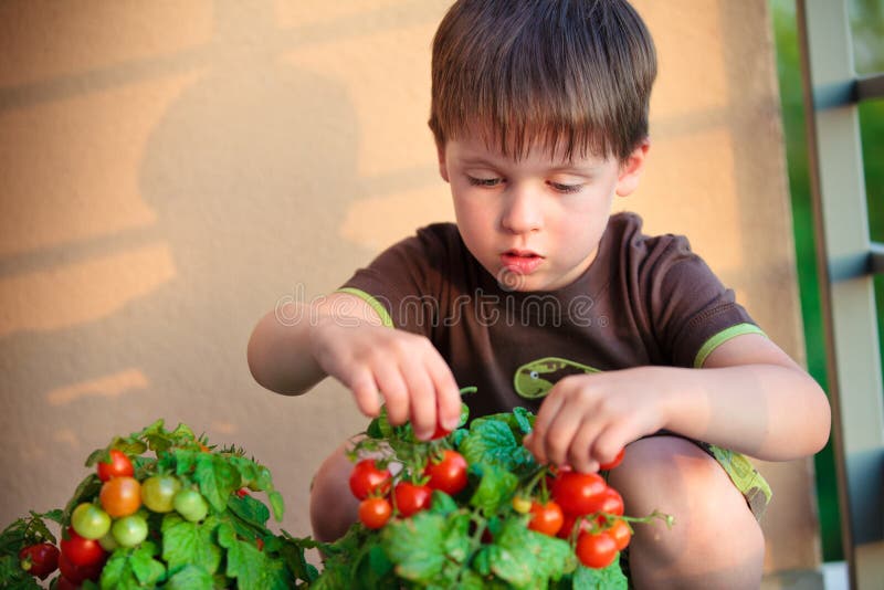 Cute little boy gather homegrown cherry tomatoes