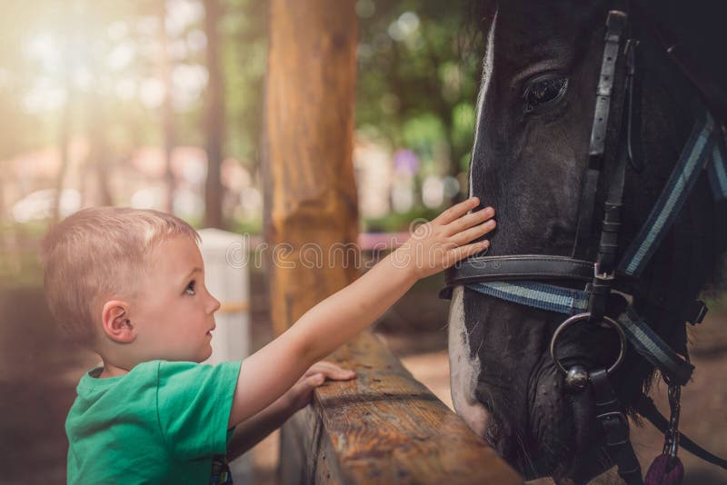 Little Boy Touching Horse Stock Photos Free & RoyaltyFree Stock
