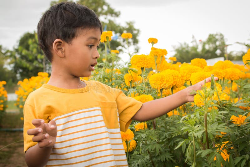 Cute little boy with marigold flower stock photography